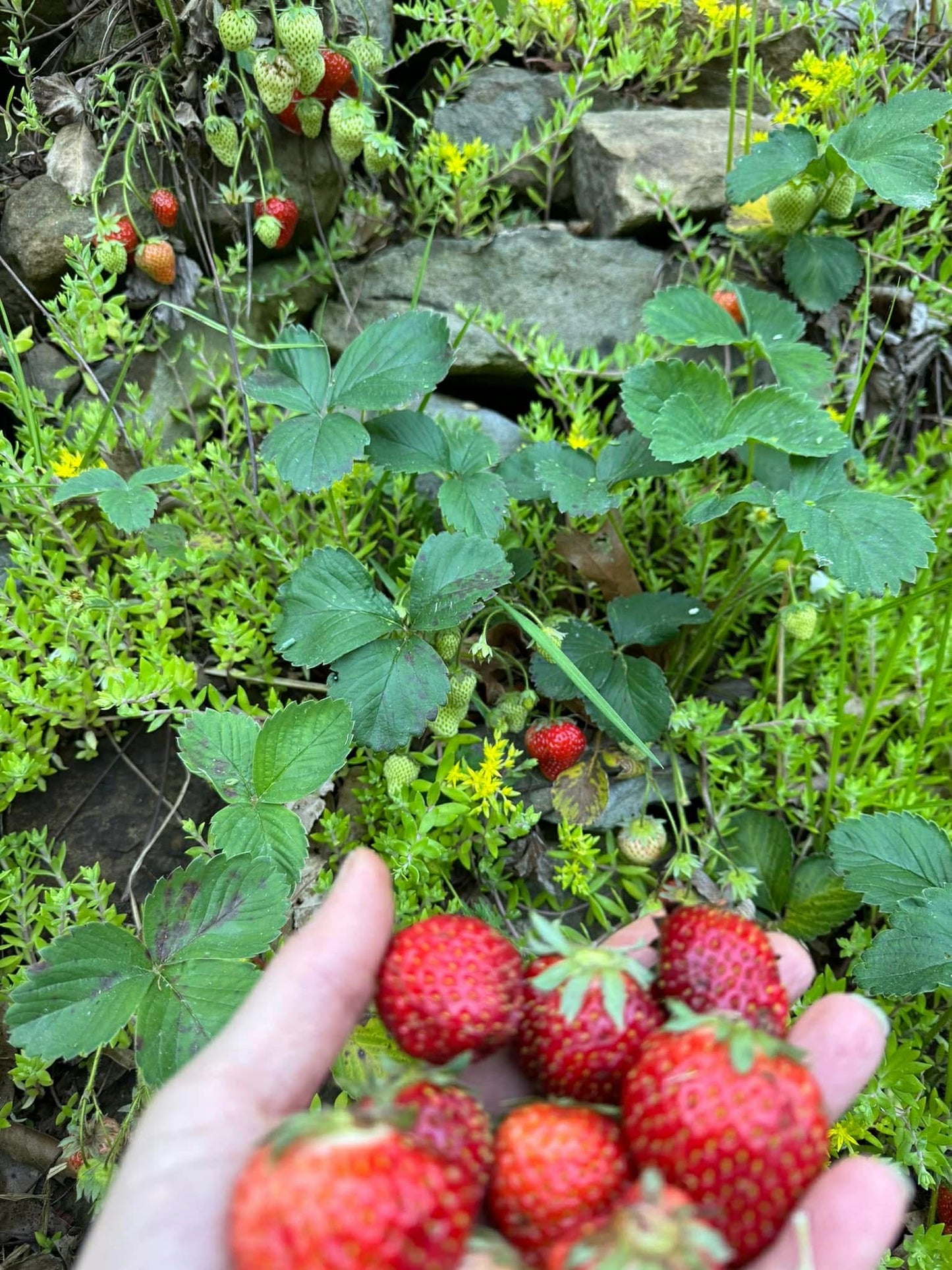 Judy's Strawberry Patch