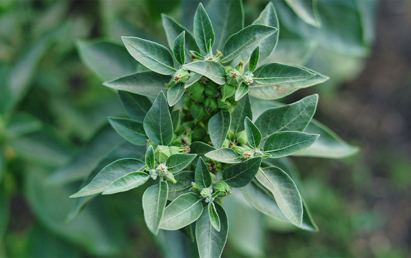Ashwagandha Root