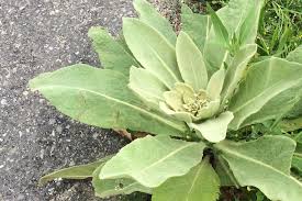 Mullein