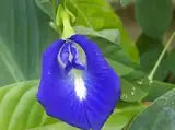 Butterfly Pea Flower