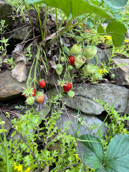 Judy's Strawberry Patch