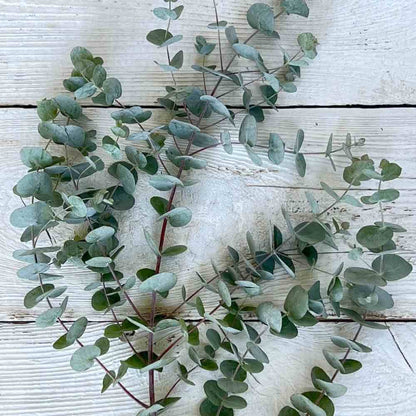 Eucalyptus