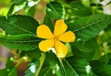 Damiana Leaf