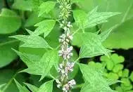 Motherwort
