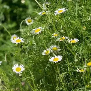 Chamomile
