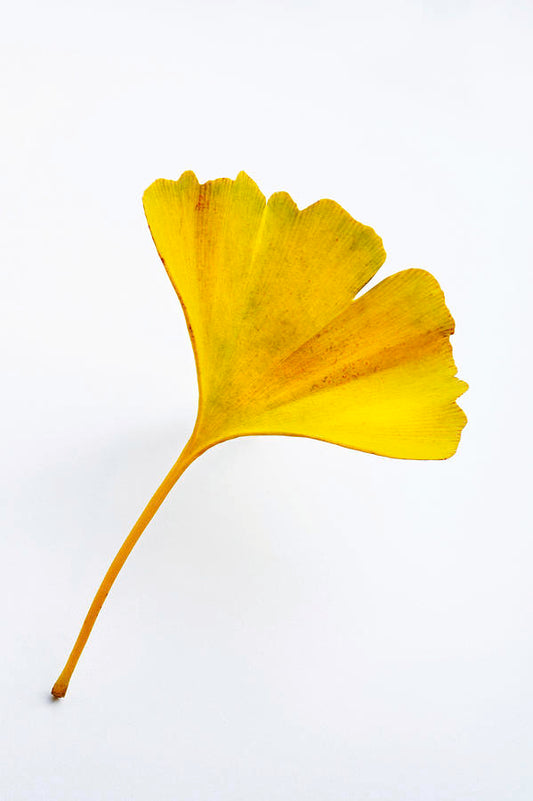 Ginkgo Leaf