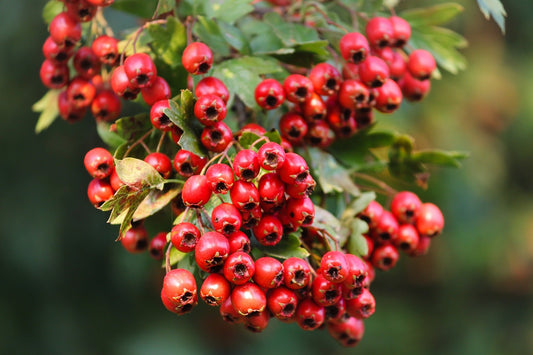 Hawthorn Berry