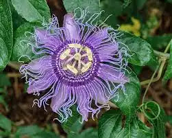 Passion Flower