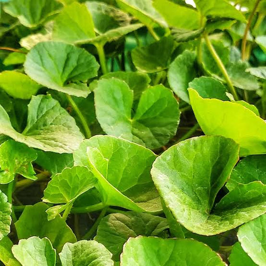 Gutu Kola