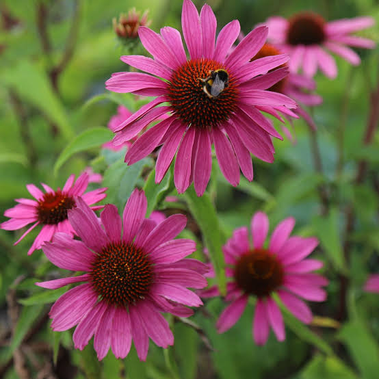 Echinacea purpurea