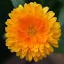 Calendula