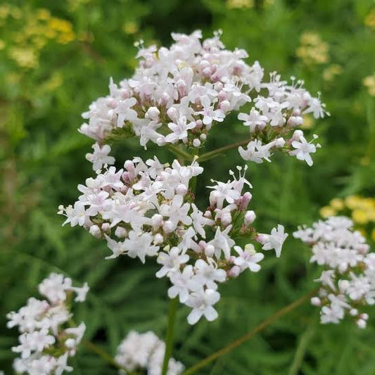 Valerian Root