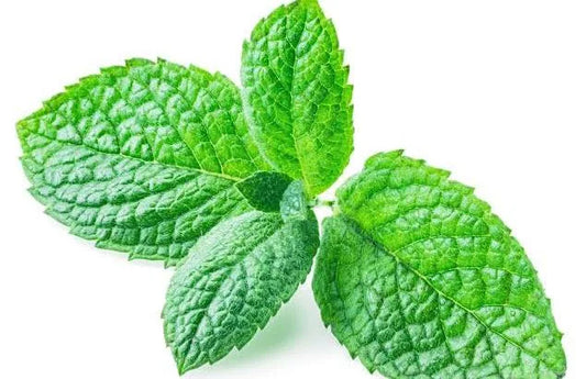 Apple Mint