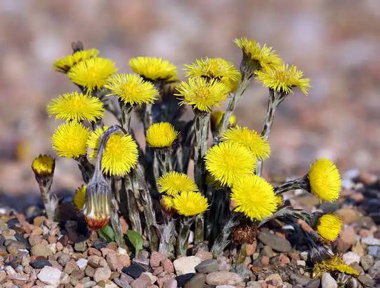 Coltsfoot Blooms