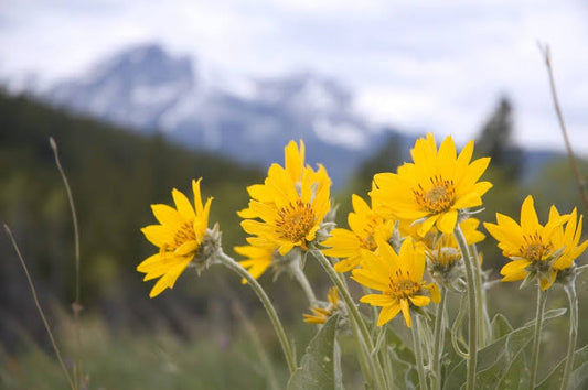 Arnica Flower