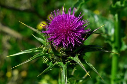 Blessed Thistle