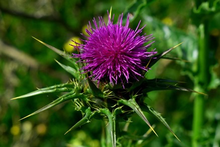 Blessed Thistle