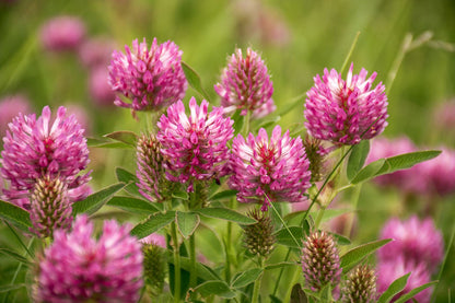 Red Clover