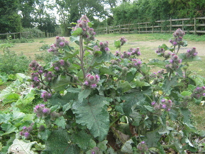 Burdock Root
